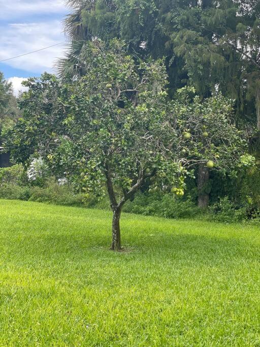 La Finca... Beautiful Countryside Home ! Naples Exterior photo